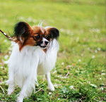 Spaniel Papillon