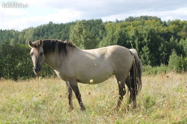 Konik polski.