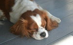 Cavalier King Charles Spaniel