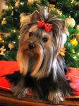 Yorkshire Terrier (york)