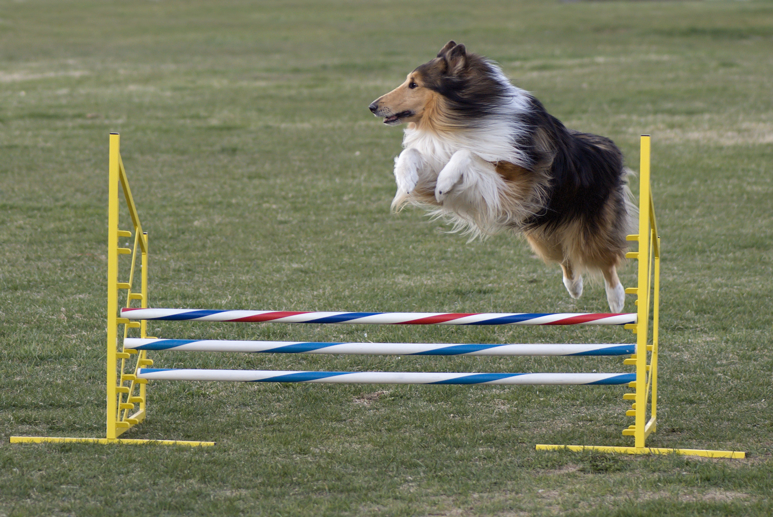 Rough_Collie_agility_jump.jpg