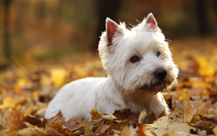 West highland terrier