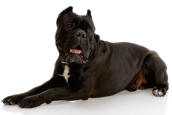 Cane corso