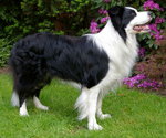 Border collie