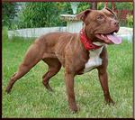 Pit Bull Terrier