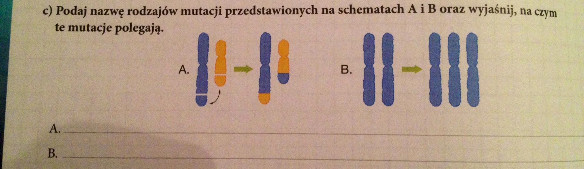 Podaj Nazwy Rodzajow Mutacji Przedstawionych Na Schematach Podaj Nazwy Rodzajow Mutacji Przedstawionych Na Schematach - Margaret Wiegel™. Jul 2023
