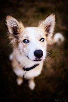 Border collie- uwielbiam je!