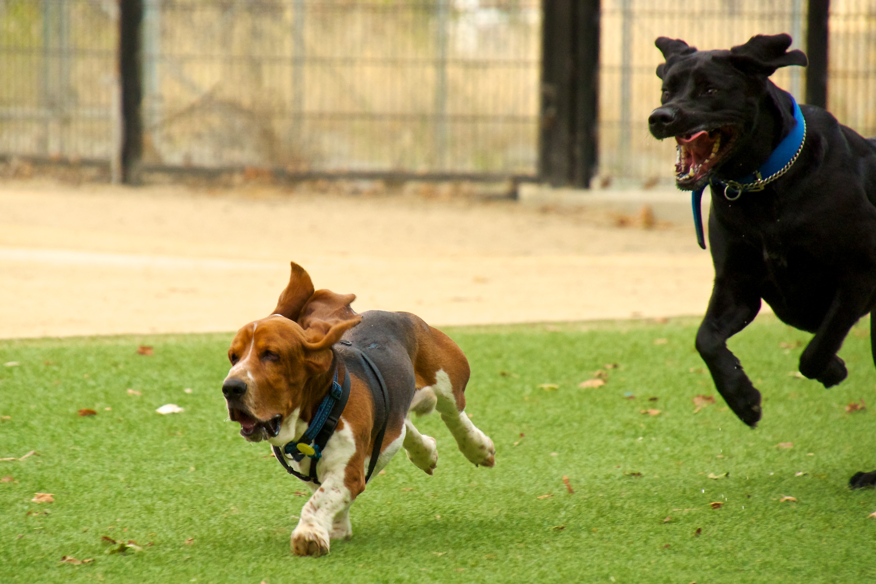 basset_hound_running_0089.jpg