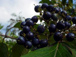 Aronia_nalewka_z_aronii.jpg