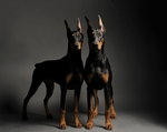 Doberman