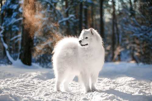 Samoyed 