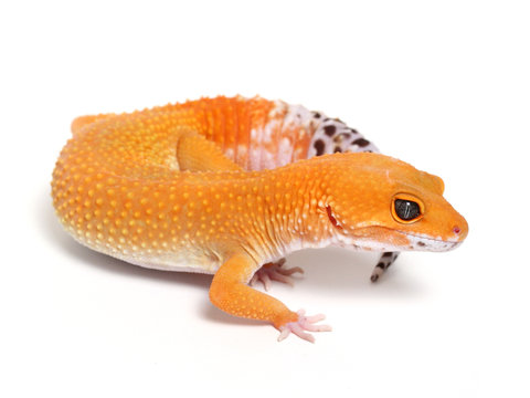 tangerine+leopard+gecko.JPG