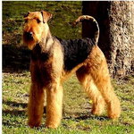 airedale terier