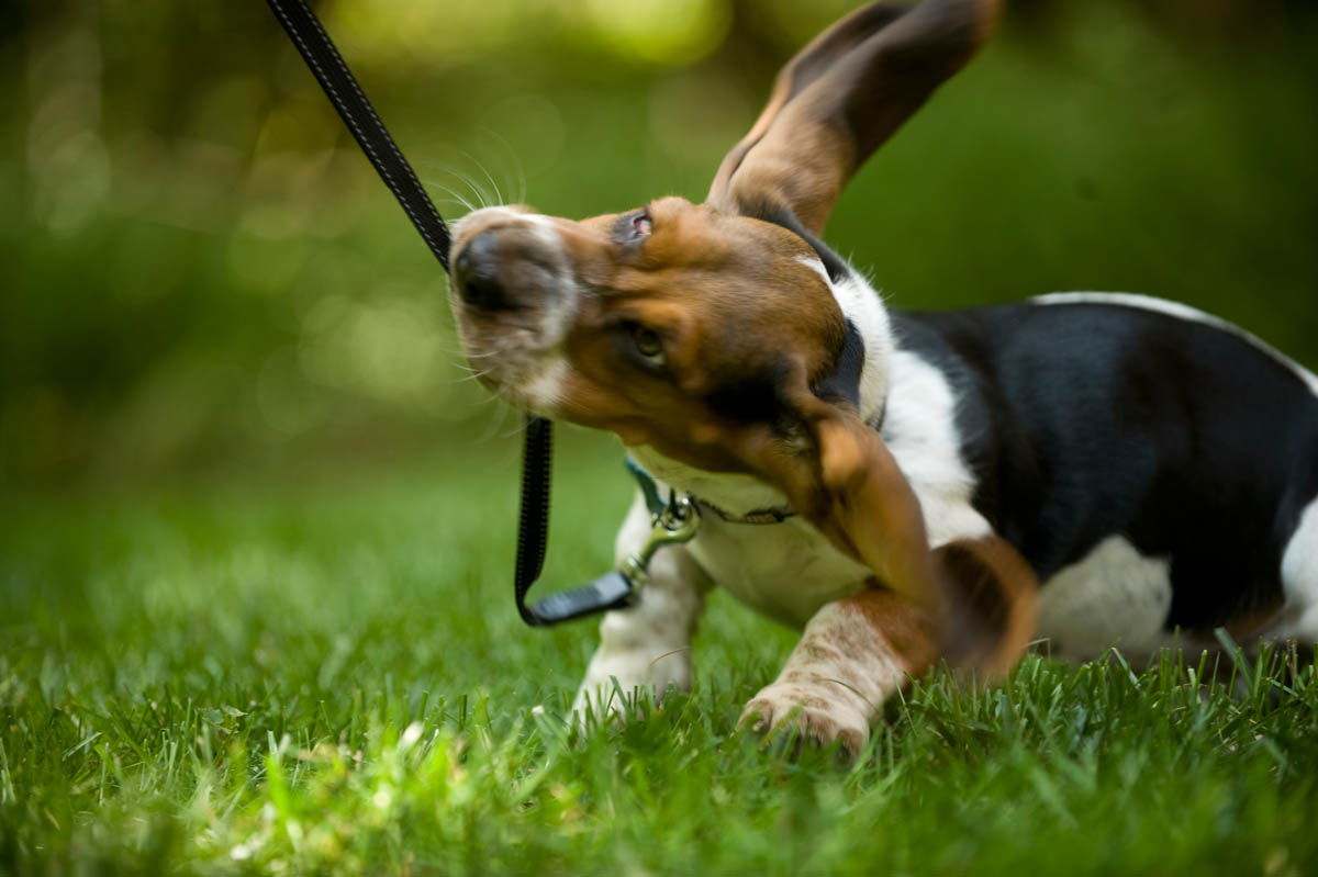 Basset+Hound6.jpg