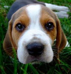 Beagle