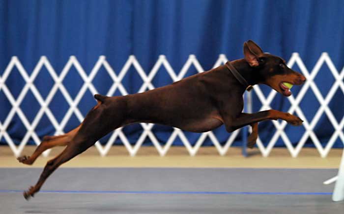 692d1180496774-flyball-dzr_dylan_bio.jpg