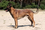 Owczarek Belgijski Malinois