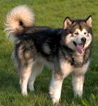 Alaskan Malamute 