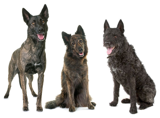 Dutch Shepherds