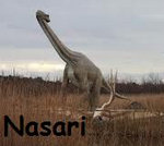 czy Nasari?
