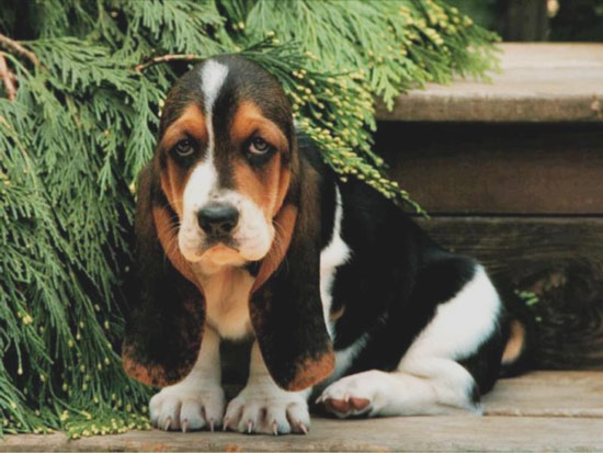 basset-hound-puppy5.jpg