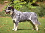 American Cattle Dog