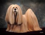 Lhasa Apso