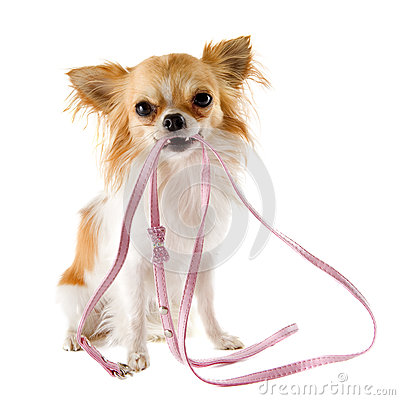 chihuahua-leash-25734621.jpg