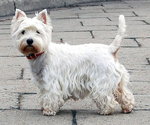 terrier biały