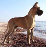 Dog niemiecki (typ skandynawski lub lekki) 