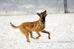 malinois