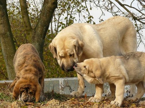 spanishmastiff_motherandpups.jpg