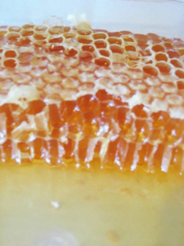 honey-comb-1.jpg