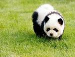 panda