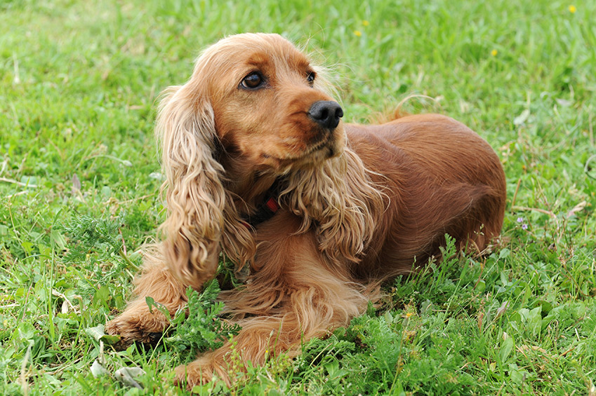 Cocker Spaniel Angielski