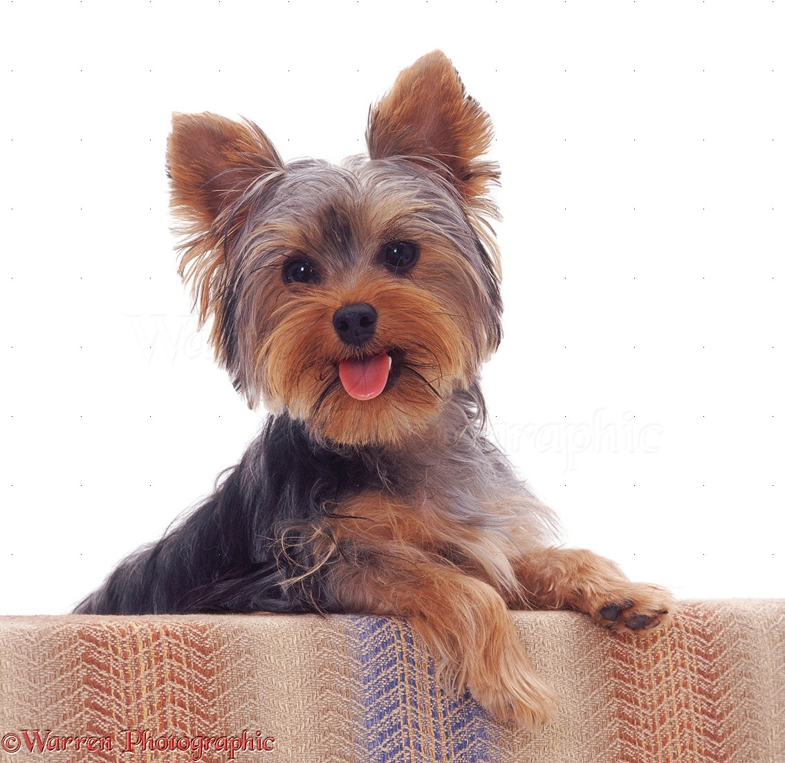 08107-Yorkshire-Terrier-pup-with-its-paws-up-white-background.jpg