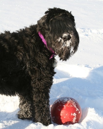 BlackRussianTerrierSandMeadowFarmTasha4YearsOld2_large.jpg