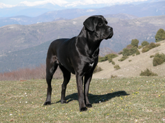 240px-Cane_corso_temi_1_1024x768x24.png