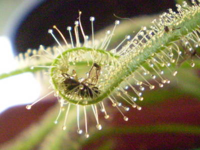 Drosera_capensis_alba_-_comiendo.jpg