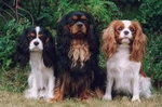 Cavalier King Charles Spaniel 