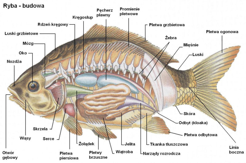 budowa_ryby.jpg