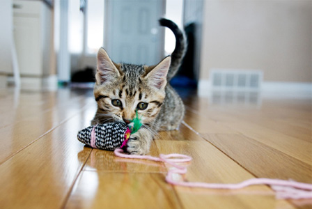 kitten-playing-with-toy-mouse-horiz.jpg