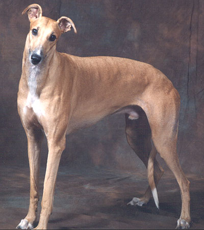 greyhound_h05.jpg