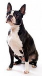 Boston terrier