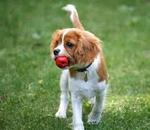 cavalier king charles spaniel