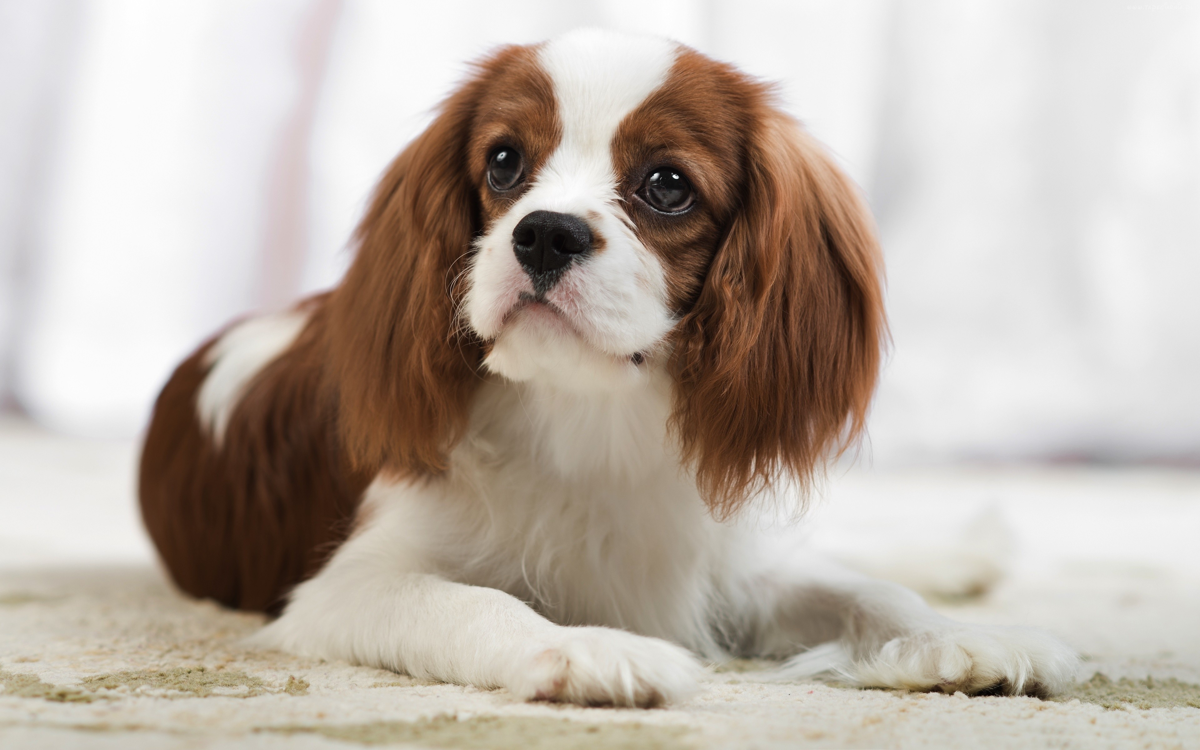 Cavalier King Charles Spaniel