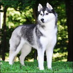 Siberian Husky