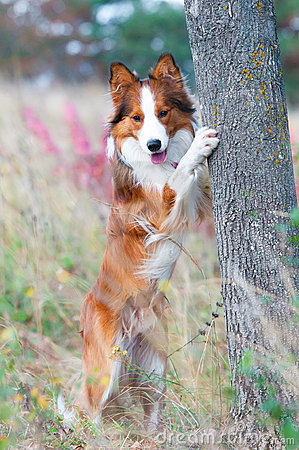 border-collie-puppy-in-autumn-thumb21942978.jpg