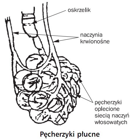 p%C4%99cherzyki_p%C5%82ucne.jpg