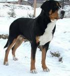 duży szwajcarski pies pasterski